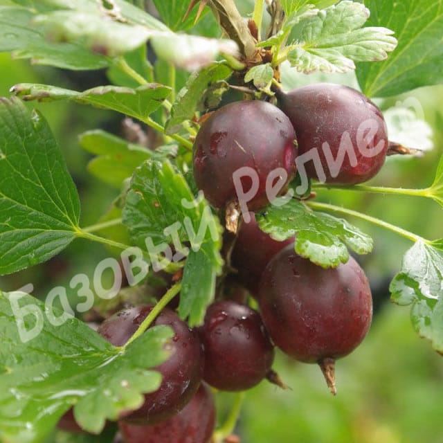 Крыжовник Каптиватор