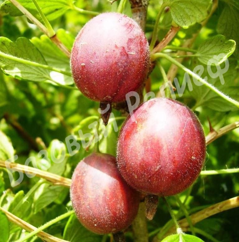 Крыжовник Ласковый