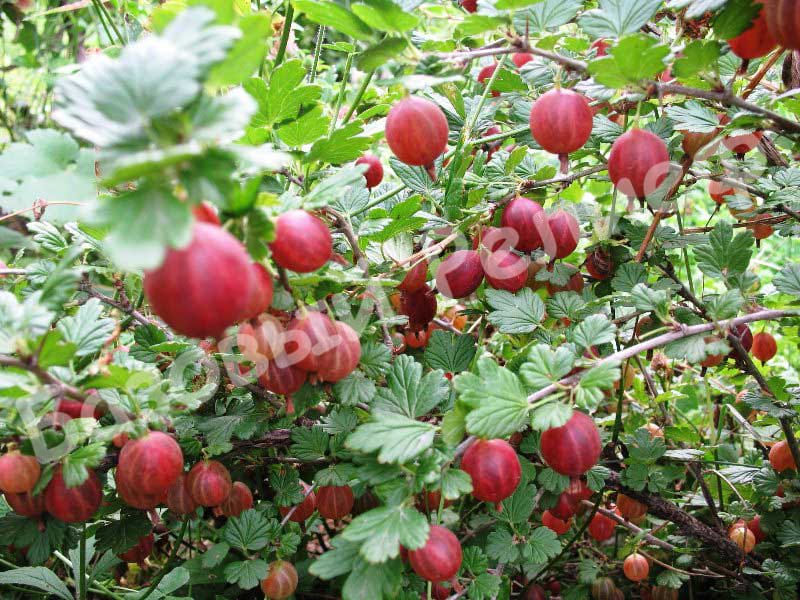 Крыжовник Машека