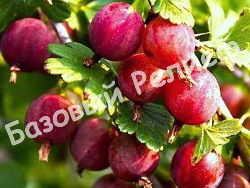 Крыжовник Машека
