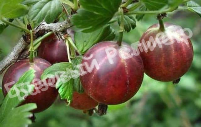 Крыжовник Олави
