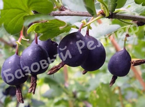 Крыжовник Орленок