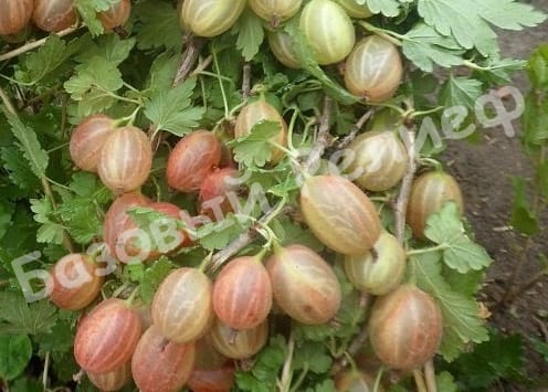 Крыжовник Пакс
