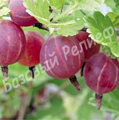 Крыжовник Раволт