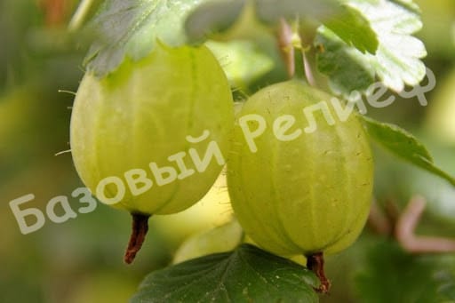 Крыжовник Ресистента