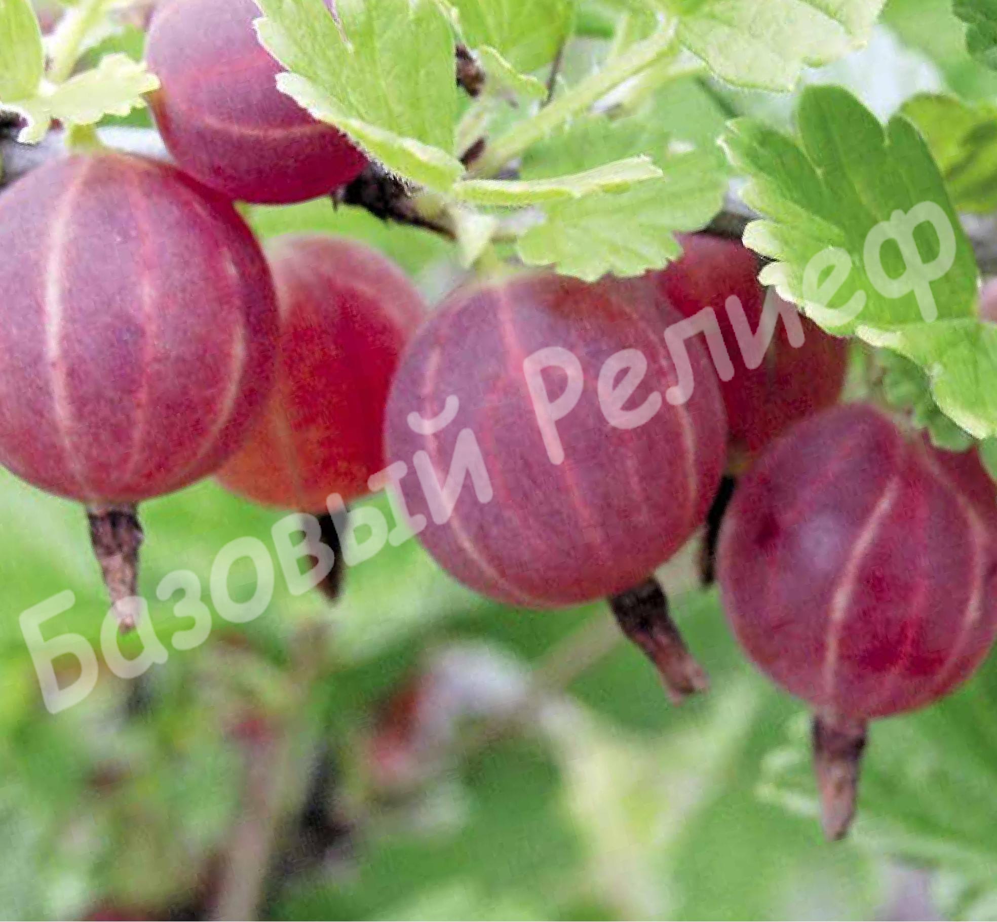 Крыжовник Северный Капитан