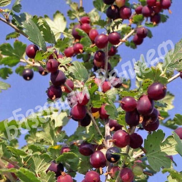 Крыжовник Северный Капитан