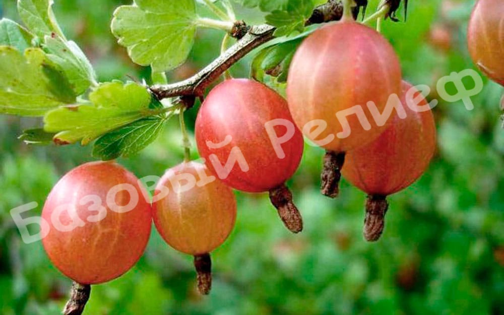 Крыжовник Шершневский