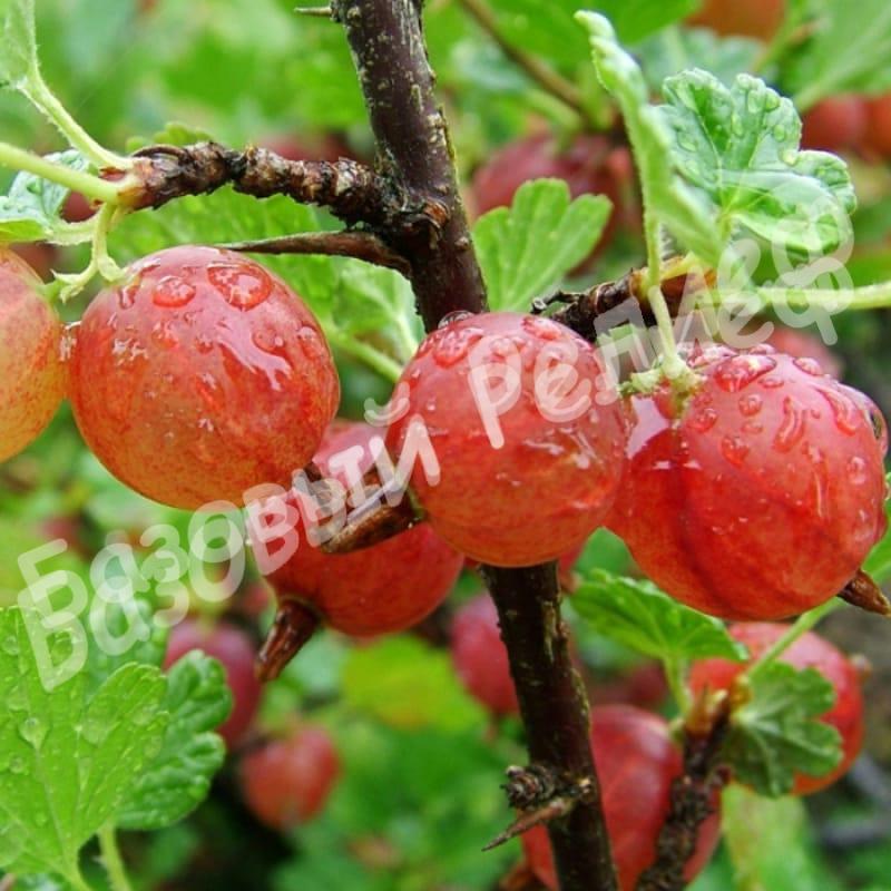 Крыжовник Шершневский