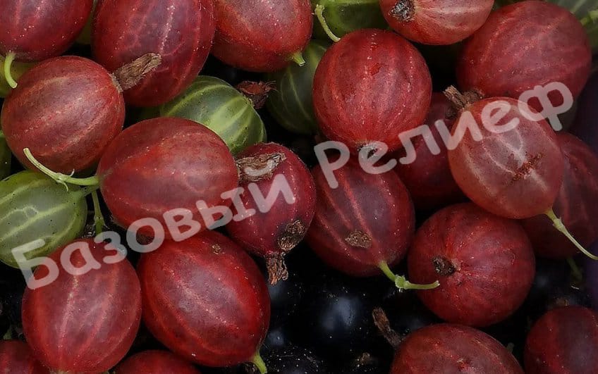 Крыжовник Шершневский