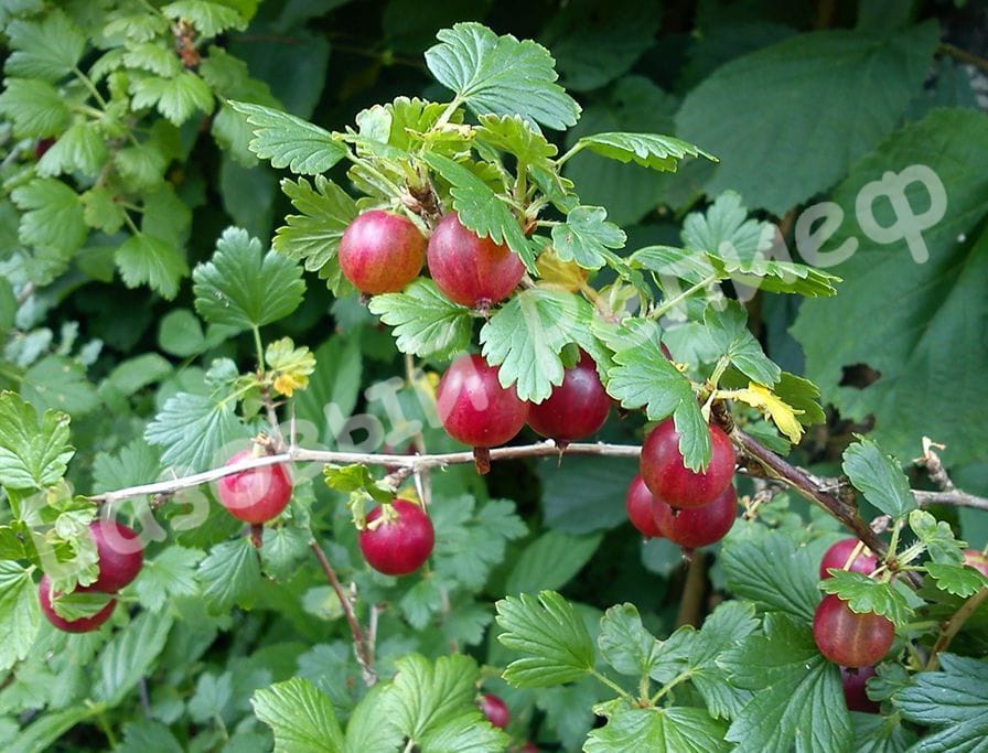 Крыжовник Щедрый