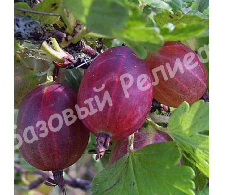 Крыжовник Сливовый