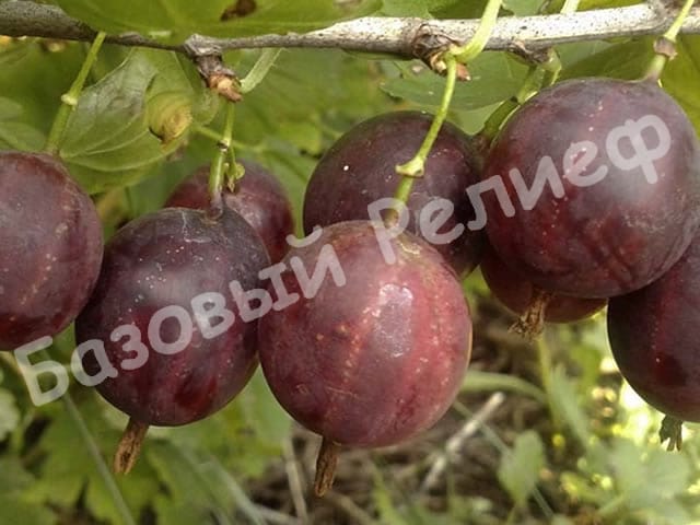 Крыжовник Смена