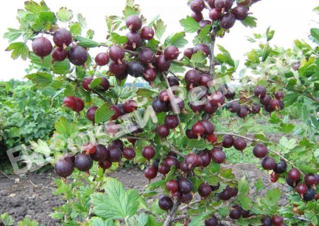 Крыжовник Спайнфри