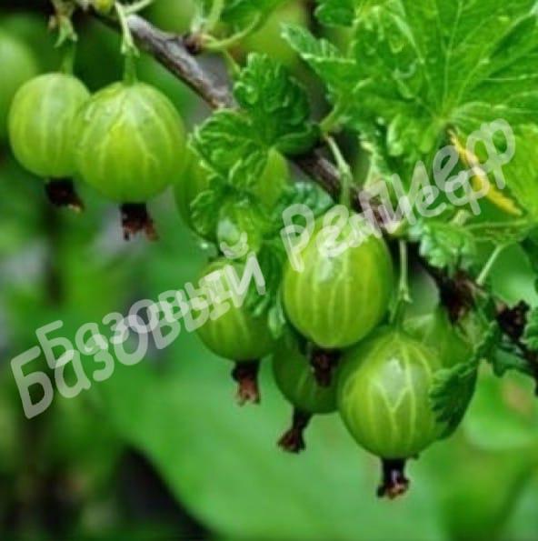 Крыжовник Уральский Изумруд