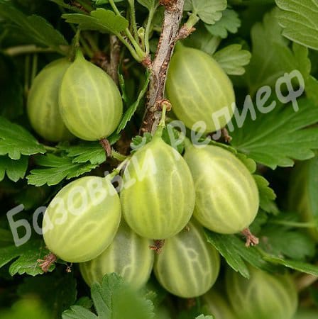Крыжовник Уральский Изумруд
