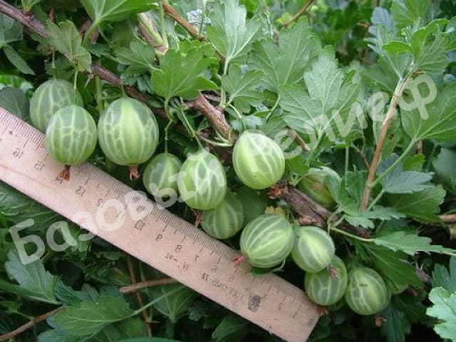 Крыжовник Уральский Изумруд