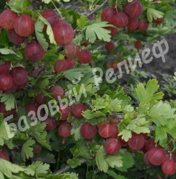 Крыжовник Уральский Розовый