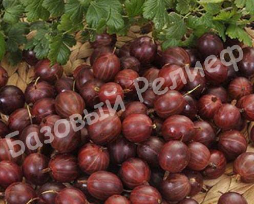 Крыжовник Хиннонмаки Ред