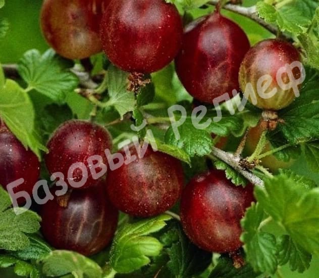 Крыжовник Хиннонмаки Ред
