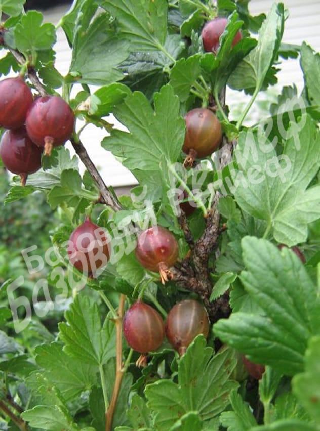 Крыжовник Юбиляр