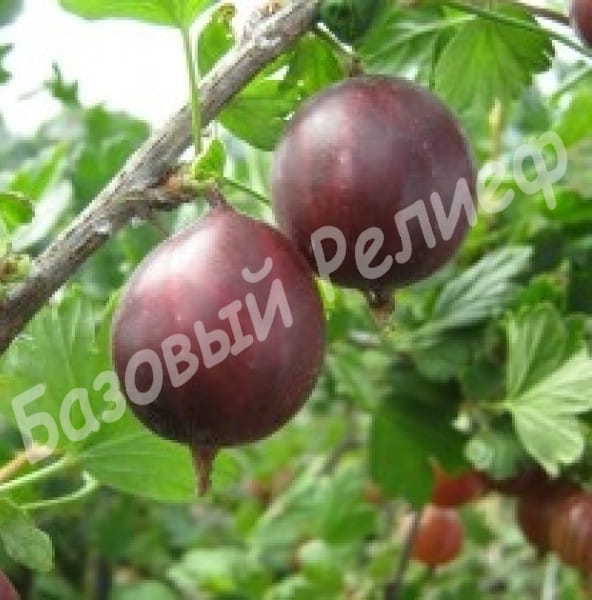 Крыжовник Защитник