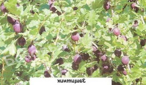 Крыжовник Защитник