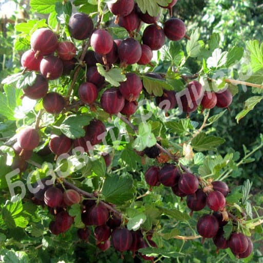 Крыжовник Защитник