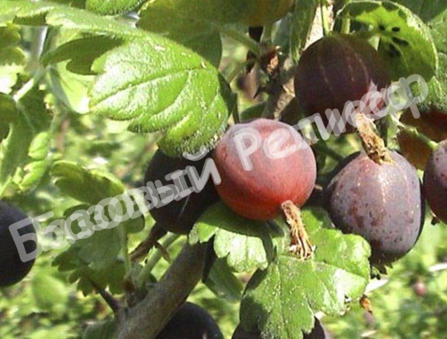 Крыжовник Защитник