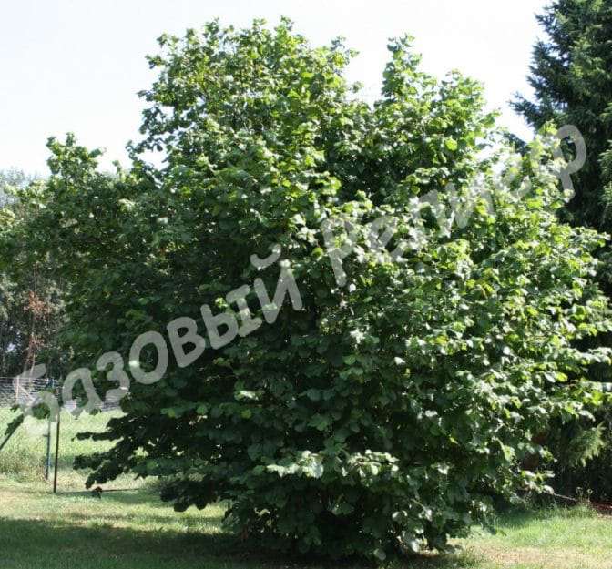 Лещина Признание