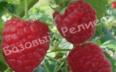 Малина Аленушка