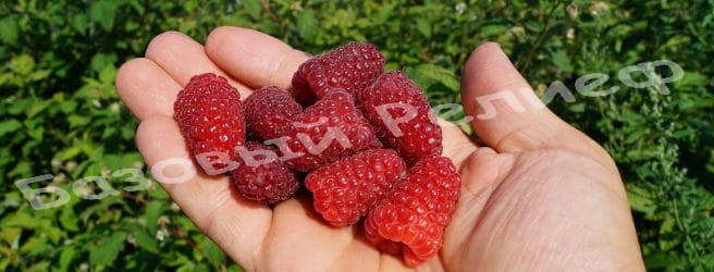 Малина Карамелька