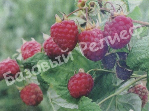 Малина Коралловая