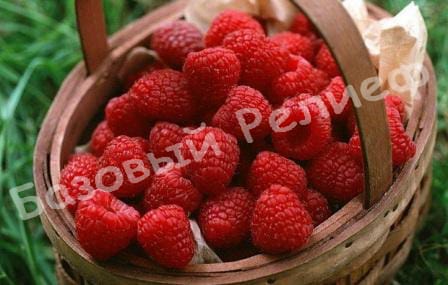 Малина Коралловая