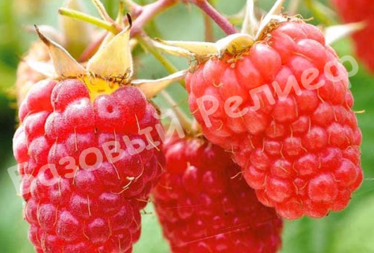 Малина Коралловая
