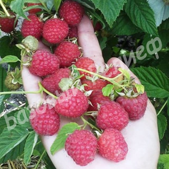 Малина Мария