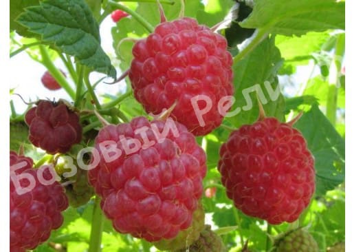Малина Мария