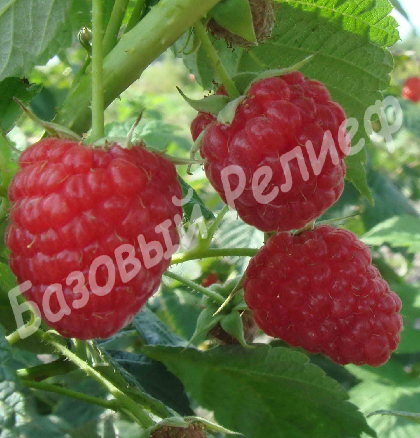 Малина Награда