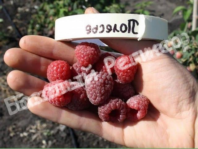 Малина Полесье