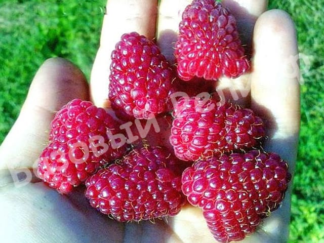 Малина Шапка Мономаха