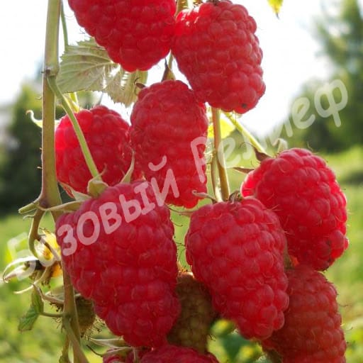 Малина Столешник