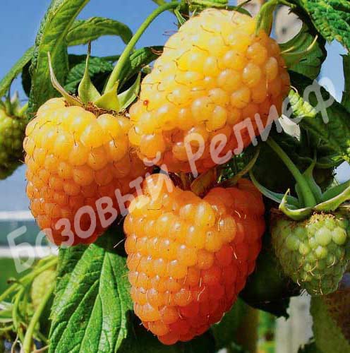 Малина Золотой Гигант
