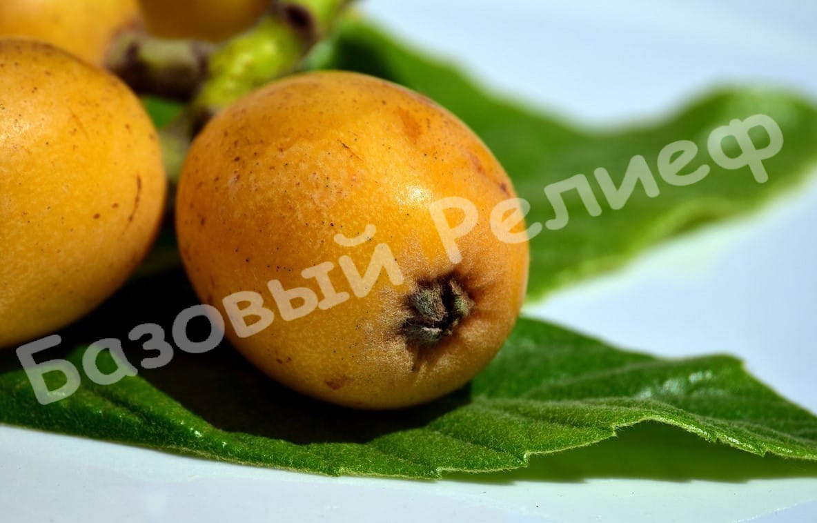 Мушмула японская Комун