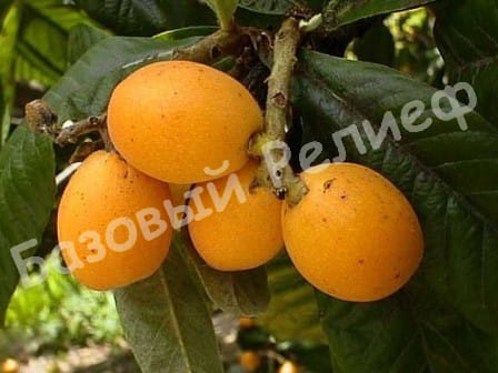 Мушмула японская Премьер