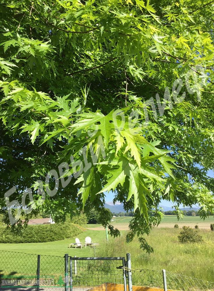 Ольха черная Лациниата