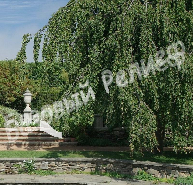 Ольха серая Пендула