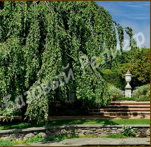 Ольха серая Пендула