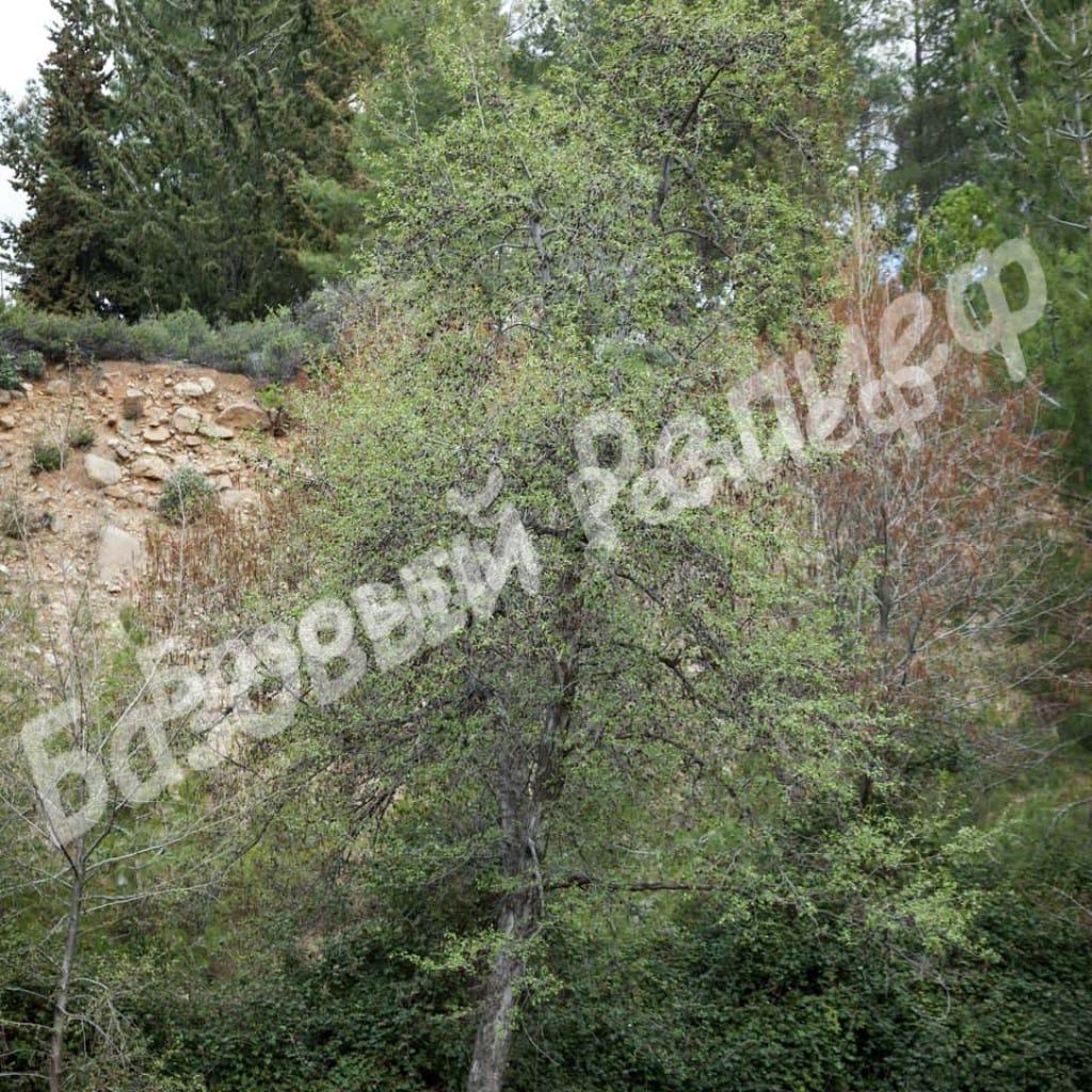 Ольха восточная