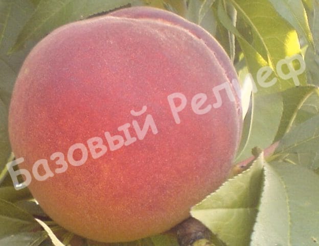 Персик Дагестанский золотой