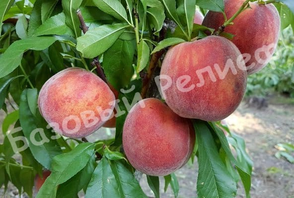 Персик Дагестанский золотой